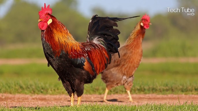 Country Chicken