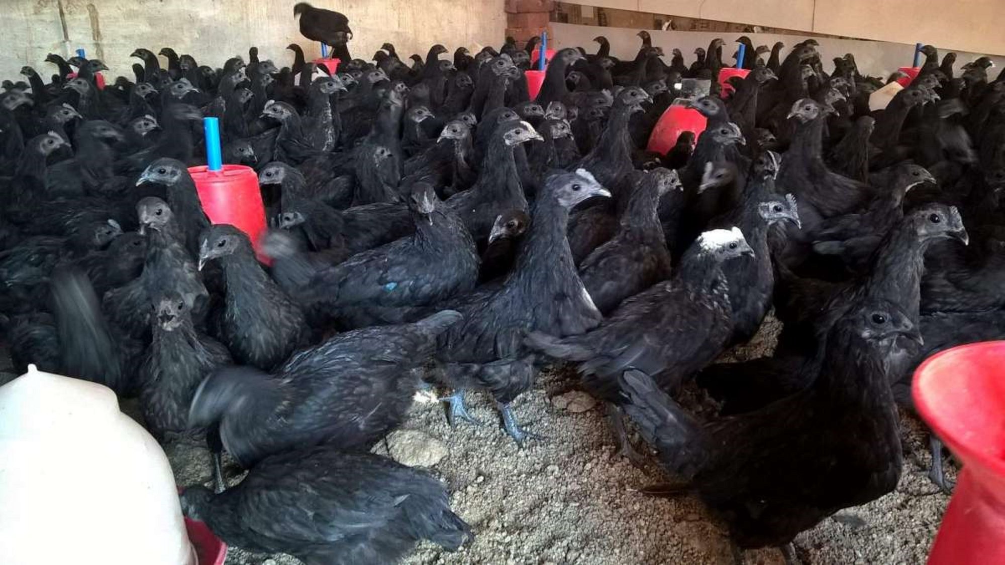 Black Chicken