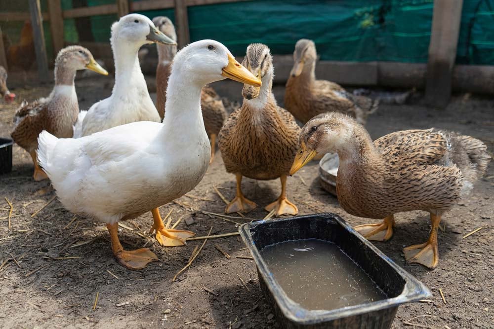 Duck
