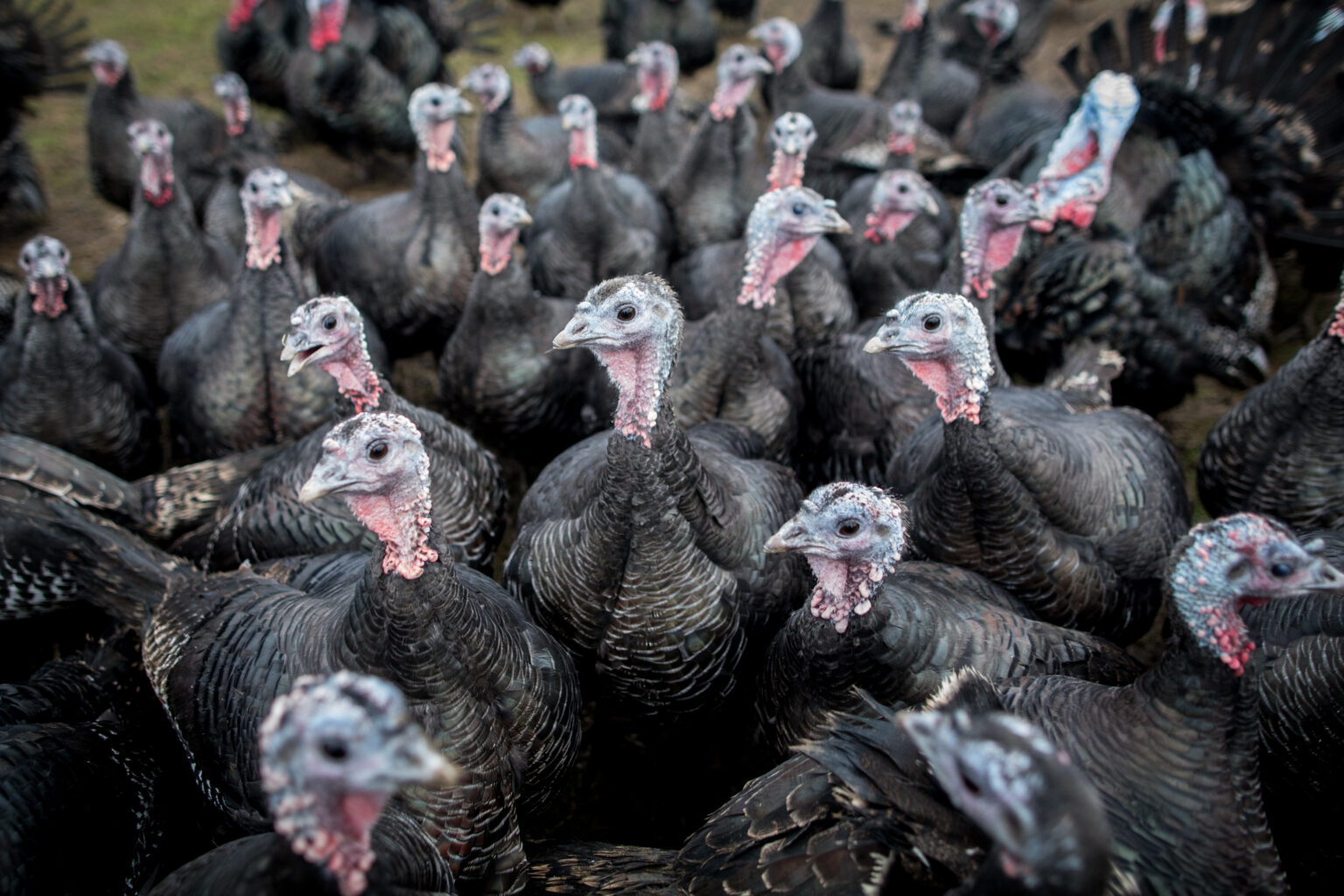 Turkey