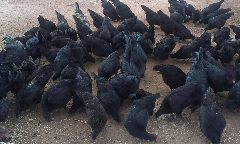 Turkey