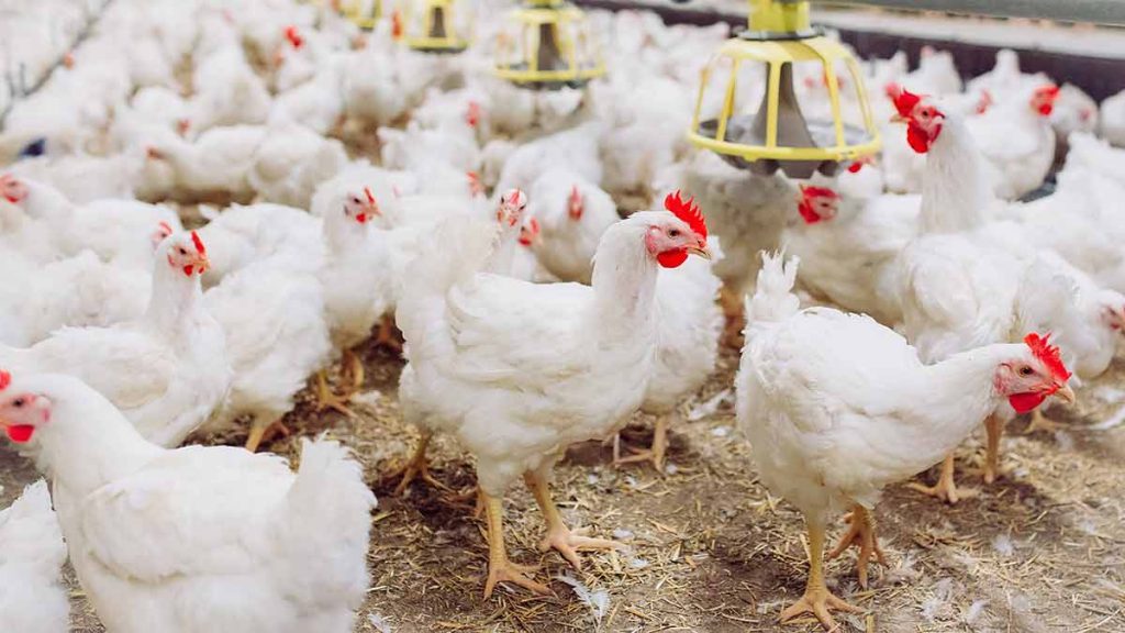 Broiler Chicken